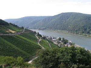 Weinbergen im Rheingau