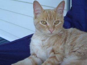 cat