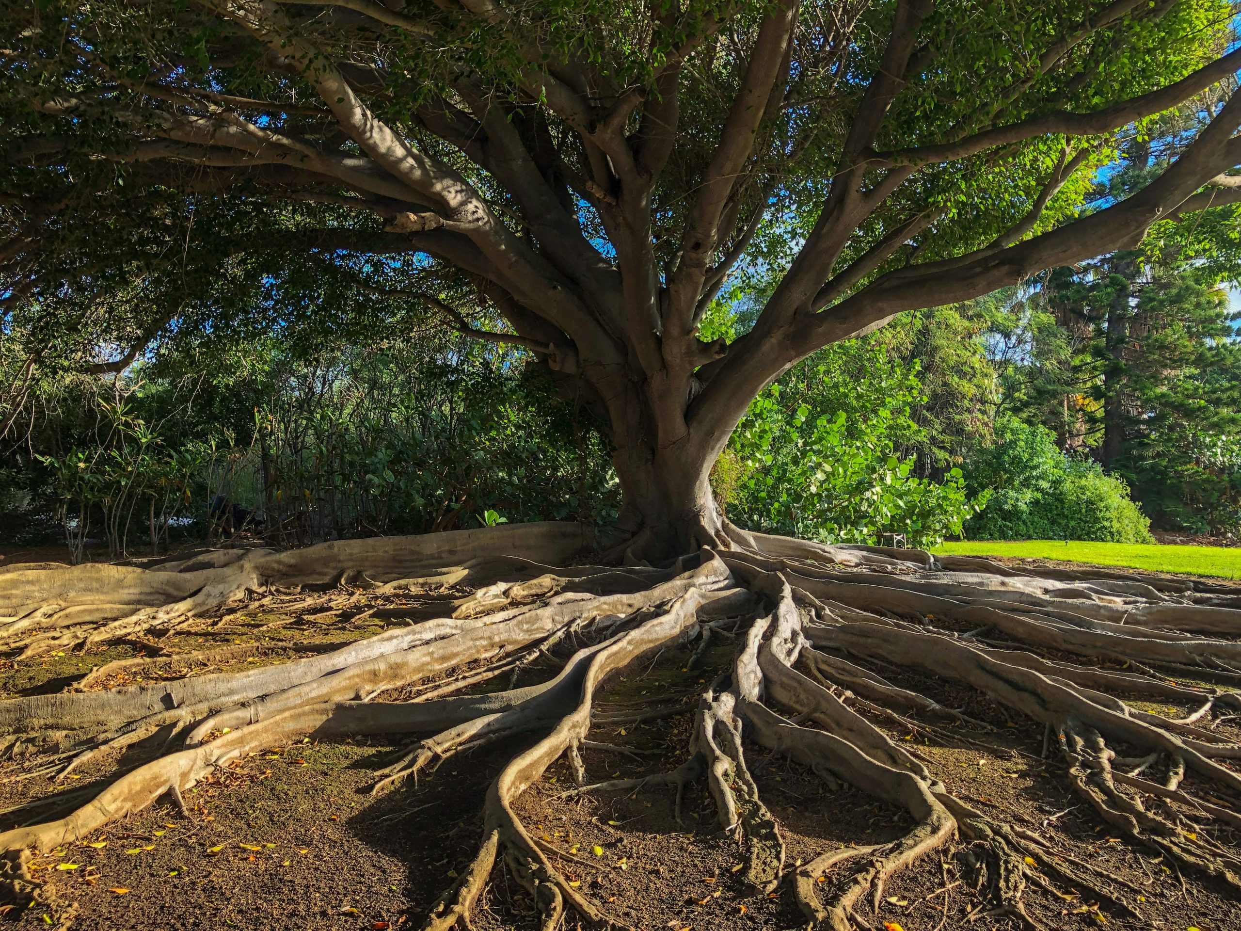 Tree trunk