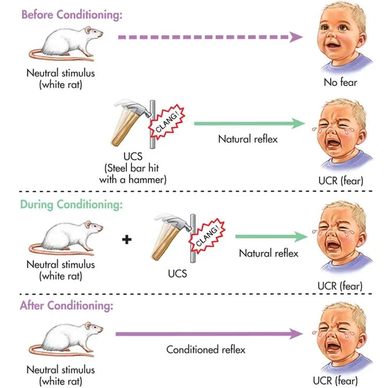 Illustration of Classical Conditioning of Little Albert to fear a rat.