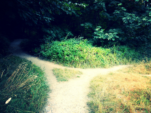 A fork in the road (a trail in the woods)