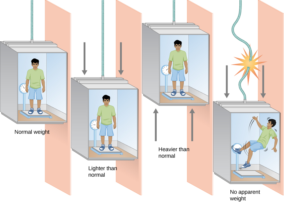 Acceleration and Weight. This cartoon has four sections. Beginning at left, the first section is labeled “Normal weight”. In it a person stands on a scale in an elevator at rest. The scale reads the person’s weight in arbitrary units. The next section, labeled “Lighter than normal”, shows the elevator moving downward, and the scale now reads a smaller value for the person’s weight. The next section, labeled “Heavier than normal”, shows the elevator moving upward, and the scale now reads a larger value for the person’s weight. The final section at right, labeled “No apparent weight”, shows the elevator in free-fall. In it the person and the scale are now “floating” within the elevator and the scale is blank.